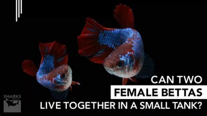Can 2 female bettas be together?