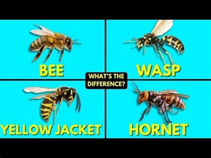 Do yellow jackets harm honey bees?