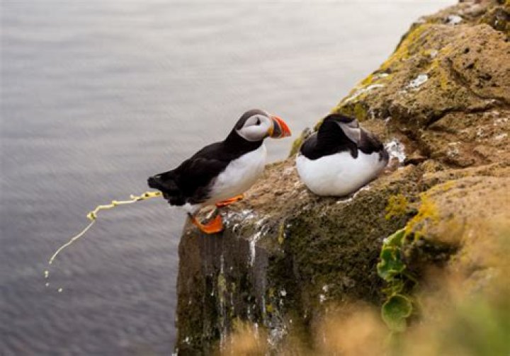 How do birds flirt?