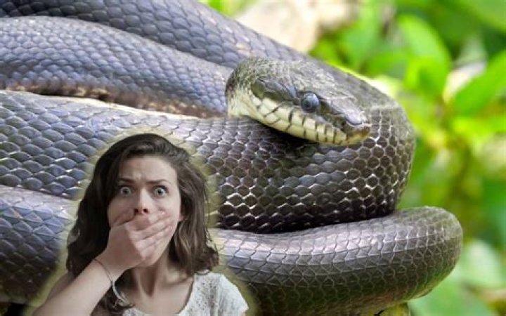 What are snake afraid of?
