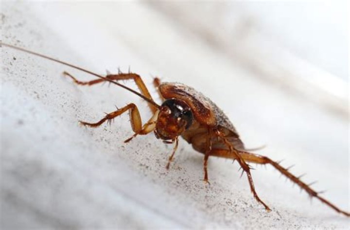 What bugs can be mistaken for cockroaches?