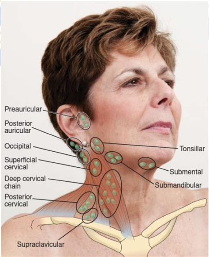 Where are your lymph nodes located in your neck?