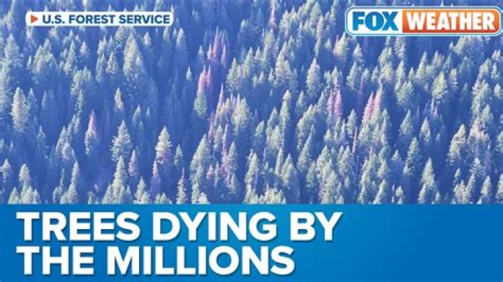 Why are trees dying in California?
