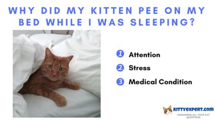 Why did my kitten pee on my bed?
